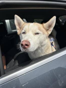 VAL -  Husky Dog for Adoption in San Antonio, Texas - VAL | PetCurious