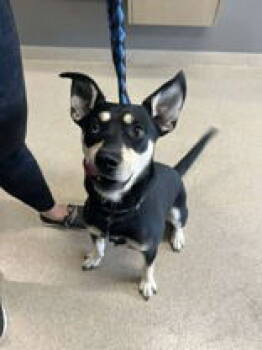 Rescue Shepherd Dogs for Adoption in Oskaloosa, Iowa - Draco | PetCurious