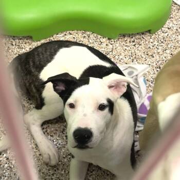 Jack -  Akita and Pit Bull Terrier Dog for Adoption in Bullhead City, Arizona - Jack | PetCurious