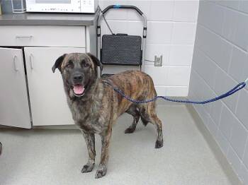 Rescue Dutch Shepherd and Mixed Breed Dogs for Adoption in Omaha, Nebraska - BRUNO | PetCurious
