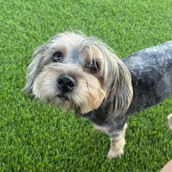 Amaya -  Yorkshire Terrier and Maltese Dog Available for Adoption in Las Vegas, Nevada - Amaya | PetCurious
