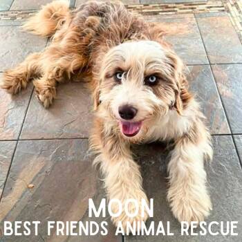 Moon -  Standard Poodle Dog for Adoption in Wasilla, Alaska - Moon | PetCurious