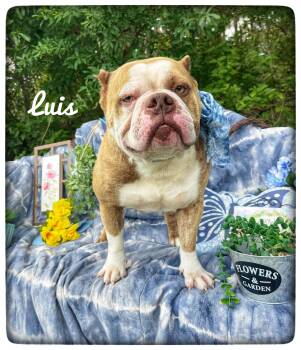 American Bully Dogs Available for Adoption in Sebring, Florida - Luis | PetCurious