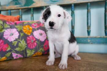West Highland White Terrier Westie and Schnauzer Dogs Available for Adoption - Guinness | PetCurious