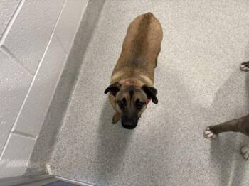 MOOSE -  Chihuahua and Pug Dog for Adoption in Loveland, Colorado - MOOSE | PetCurious