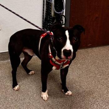 Gromit -  Pit Bull Terrier and Mixed Breed Dog for Adoption in Matteson, Illinois - Gromit | PetCurious