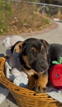 Australian Cattle Dog Blue Heeler and Boxer Dogs Available for Adoption - Aquarius | PetCurious