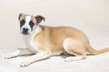 Mixed Breed Dogs Available for Adoption - Riley | PetCurious