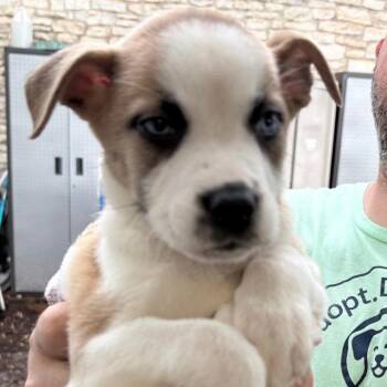 Aladin -  Husky and Boxer Dog for Adoption in Boerne, Texas - Aladin | PetCurious