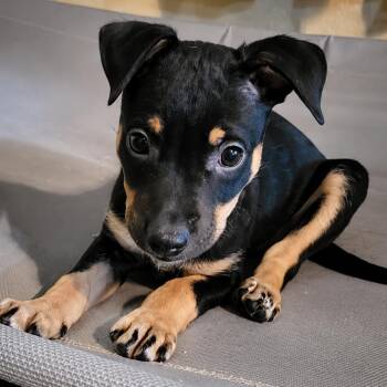 Azteca SH -  Terrier and Mixed Breed Dog for Adoption in Austin, Texas - Azteca SH | PetCurious