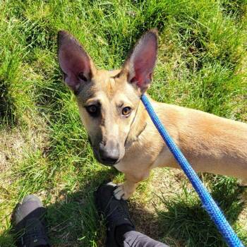 Winslow -  Corgi and Shepherd Dog for Adoption in New York, New York - Winslow | PetCurious