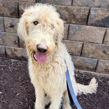 Poodle and Irish Wolfhound Dogs Available for Adoption in Cumming, Georgia - Benny 22278 | PetCurious