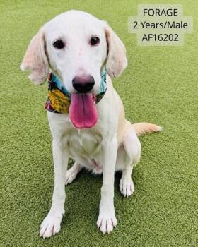 Forage -  Treeing Walker Coonhound Dog for Adoption - Forage | PetCurious