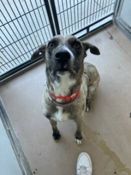 Rescue Catahoula Leopard Dog Dogs for Adoption in Joplin, Missouri - Sheba 34047 | PetCurious