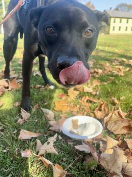 Rescue Australian Cattle Dog Blue Heeler and Pit Bull Terrier Dogs for Adoption in Barton, Vermont - Bruce Wayne | PetCurious