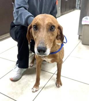 Hound Dogs Available for Adoption - SadieJM In MS MEDICAL HOLD | PetCurious