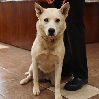Nia -  Husky and Mixed Breed Dog for Adoption in Mocksville, North Carolina - Nia | PetCurious