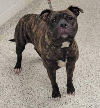 Shawney -  Pit Bull Terrier and Mixed Breed Dog for Adoption in Kansas City, Missouri - Shawney | PetCurious
