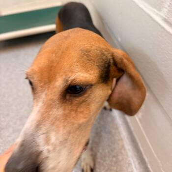 Rescue Hound Dogs for Adoption in Chariton, Iowa - Roxy | PetCurious