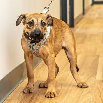Jalen -  Hound Dog for Adoption in Lambertville, New Jersey - Jalen | PetCurious