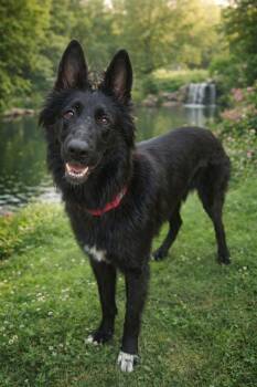 Mixed Breed Dogs Available for Adoption | PetCurious