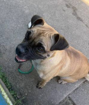 Chloe -  Pug Dog for Adoption in Houston, Texas - Chloe | PetCurious