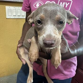 Lovie - Local Sept 11-13 -  Chihuahua Dog for Adoption in Brookshire, Texas - Lovie - Local Sept 11-13 | PetCurious