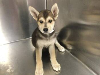 LAKE -  German Shepherd Dog and Husky Dog for Adoption in Riverside, California - LAKE | PetCurious