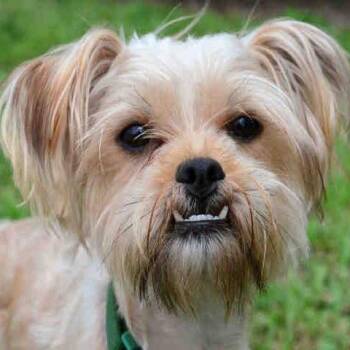 Charlie -  Yorkshire Terrier Dog for Adoption in West Palm Beach, Florida - Charlie | PetCurious