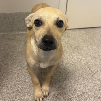 Shimmer -  Chihuahua and Mixed Breed Dog for Adoption in Englewood, Florida - Shimmer | PetCurious