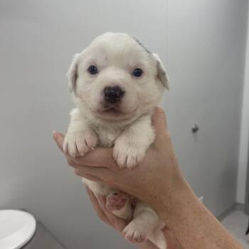 Ophelia -  Mixed Breed Dog for Adoption in Winston-salem, North Carolina - Ophelia | PetCurious