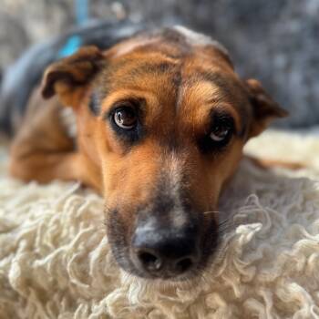 Rescue Shepherd Dogs for Adoption in San Diego, California - Brandy | PetCurious