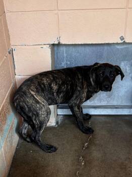 Cindy -  Hound Dog Available for Adoption in Gautier, Mississippi - Cindy | PetCurious