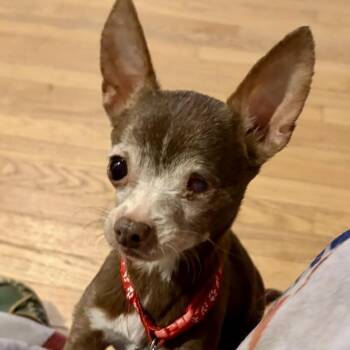 Chihuahua Dogs Available for Adoption - Susanna | PetCurious