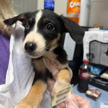 Cassandra -  Mixed Breed Dog for Adoption in Charleston, West Virginia - Cassandra | PetCurious
