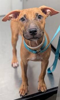 ASTEROID -  Pit Bull Terrier and Mixed Breed Dog for Adoption in Fort Lauderdale, Florida - ASTEROID | PetCurious