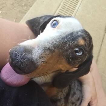 Rescue Miniature Dachshund Dogs for Adoption in Athens, Alabama - Frankie | PetCurious