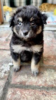 Maltese and Pomeranian Dogs Available for Adoption in Los Gatos, California - Moose | PetCurious