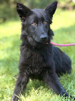 Malina- Transport -  German Shepherd Dog Dog for Adoption in Gradyville, Kentucky - Malina- Transport | PetCurious