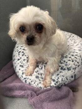 Buffie -  Pekingese and Mixed Breed Dog for Adoption in Fishers, Indiana - Buffie | PetCurious