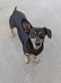 Rescue Dachshund Dogs for Adoption in Baton Rouge, Louisiana - Prancer | PetCurious