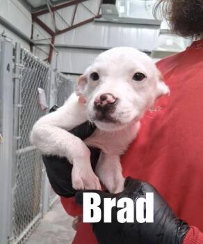 Hound and Terrier Dogs Available for Adoption in Irwin, Pennsylvania - Brad | PetCurious