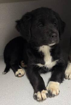 Border Collie Dogs Available for Adoption - Quinn | PetCurious