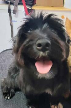 Yorkshire Terrier and Cairn Terrier Dogs Available for Adoption - Ebony | PetCurious