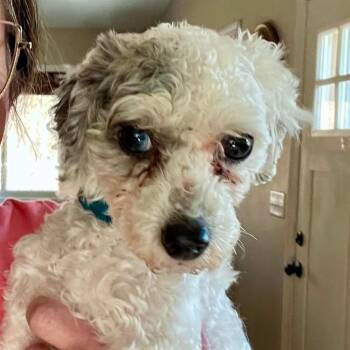 Poodle Dogs Available for Adoption in Brainerd, Minnesota - Pixie Riot | PetCurious