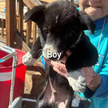 Knife -  Cattle Dog Dog for Adoption in Tacoma, Washington - Knife | PetCurious