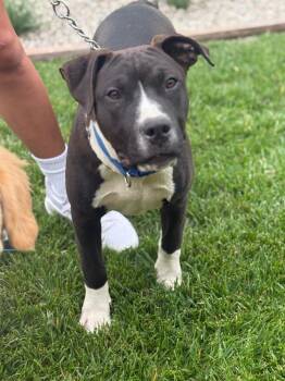 American Staffordshire Terrier and Labrador Retriever Dogs Available for Adoption in Ramona, California - Hobart | PetCurious