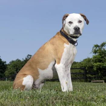 Hardy -  Mixed Breed Dog for Adoption in Franklin, Tennessee - Hardy | PetCurious