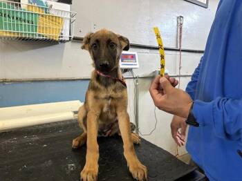 FUJI -  Belgian Shepherd Malinois Dog for Adoption in Camarillo, California - FUJI | PetCurious