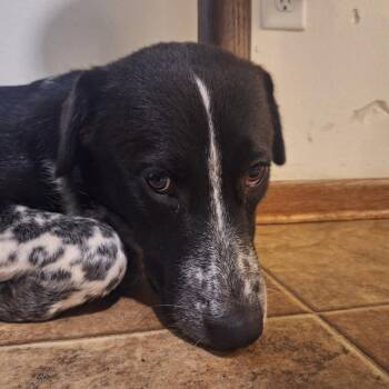 Benny D12789 -  Mixed Breed Dog for Adoption - Benny D12789 | PetCurious